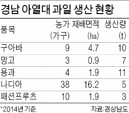 '아열대 과일 메카' 넘보는 경남