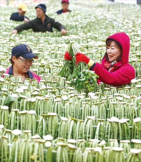 '겨울 별미' 함양 시래기 말리기