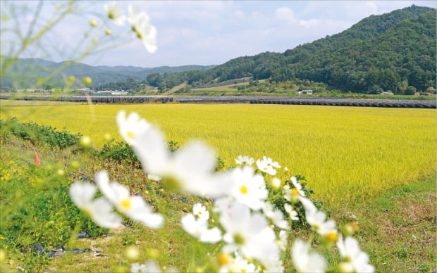 [세계문화사 '콕 찌르기'] 인류 문명을 움직인 것은 '편견 깨기'였다…자연에서 못크는 벼…인공 논농사로 해결