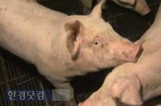 "돼지 30마리에 물집 생겨"…전북 김제 구제역 의심 신고