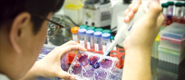 경기 김포시 쎌바이오텍 세포공학연구소에서 연구원이 실험을 하고 있다. 쎌바이오텍  제공