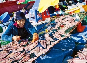 강릉 주문진항 노천에서 임연수어를 말리는 할머니