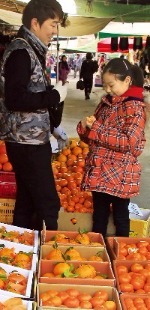 제철을 맞은 레드향과 황금향이 가득한 제주 세화민속오일장