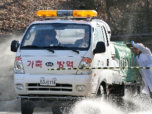 전북 김제에 이어 고창 돼지농장서도 구제역 '양성' 판정