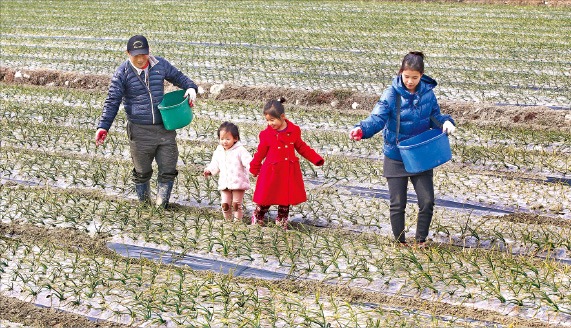 함양 농부가족 "양파야 쑥쑥 커라"