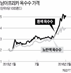 '아프리카 주식' 옥수수값 급등