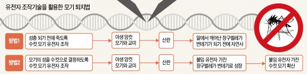 "유전자 조작 기술로 '지카 바이러스 모기' 없앨 수 있다"