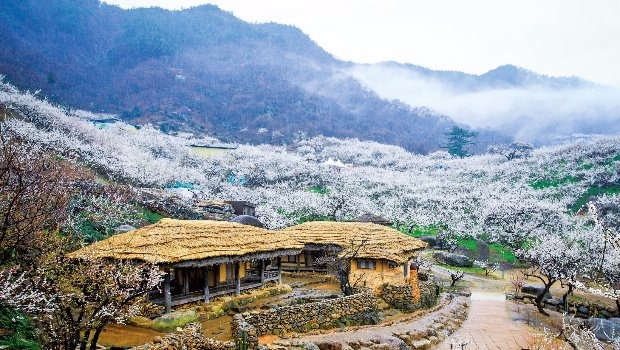 전남광양매화마을. 한국관광공사 제공