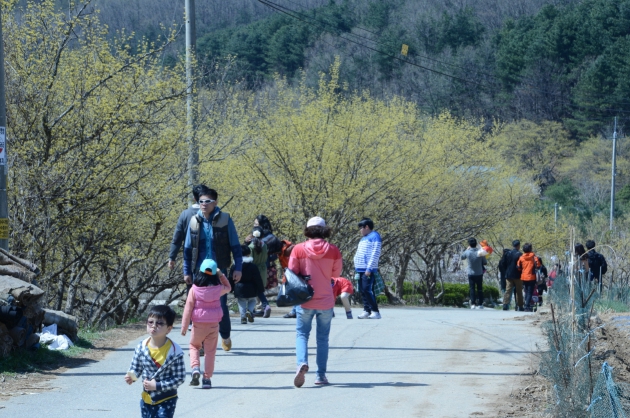 경기 양평군, 내달 2일부터 봄의 향연 '산수유 한우축제' 열어