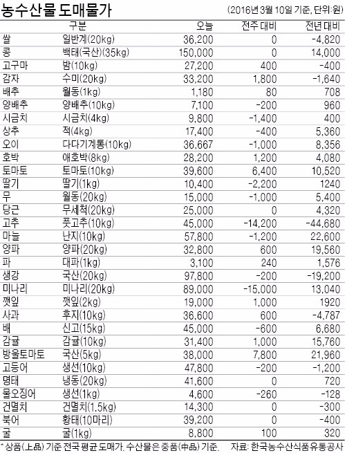 [농수산물 시세] 방울토마토 값, 작년 대비 25% 높아