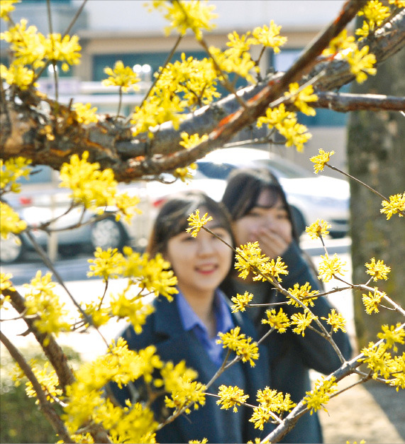 노란 산수유 '활짝' 