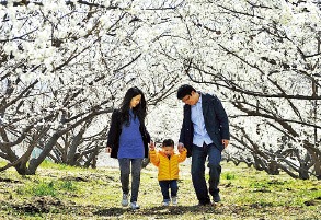 [여행의 향기] 망설이다 놓칩니다…짧아서 더 아름다운 남도의 꽃잔치