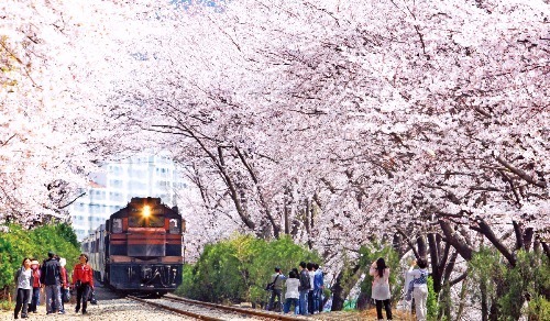 경남 창원시 진해구 경화역 벚꽃. 사진=창원시관광진흥과 제공