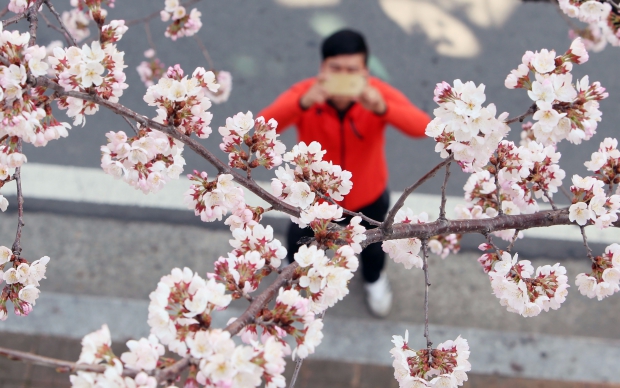 (창원=연합뉴스) 오태인 기자 = 경남 창원시에서 열리는 진해군항제를 10일여 앞둔 21일 오후 진해구 이동 한 주택가에 활짝 핀 벚꽃을 시민이 카메라에 담고 있다. 