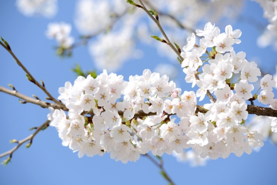 봄꽃 축제 정보 (사진=DB)
