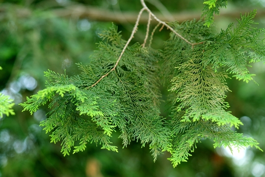 세계최고령 나무 (사진=DB)