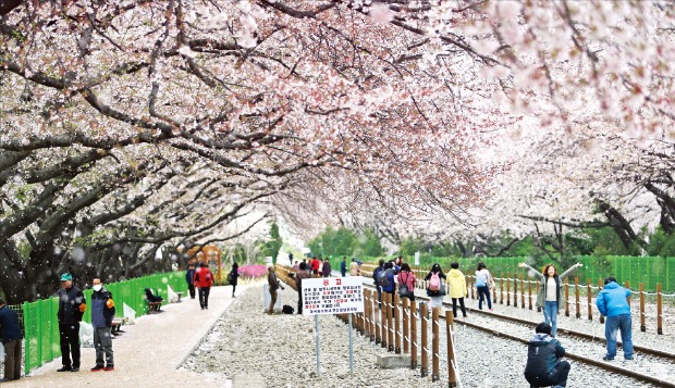 진해 경화역의 벚꽃터널 