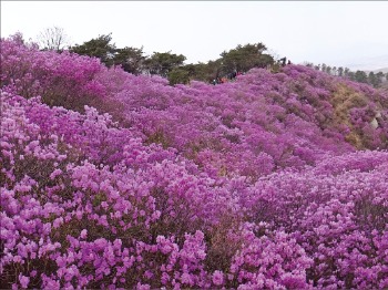 강화 고려산 진달래 군락지 