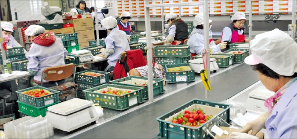 창평농협 딸기 선과장에서 농민들이 수출 딸기를 포장하고 있다. 농협전남지역본부  제공 