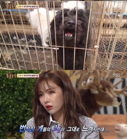 SBS ‘동물농장’에 출연, 강아지 공장 현실을 보고 눈물 흘린 현아. 사진=SBS
