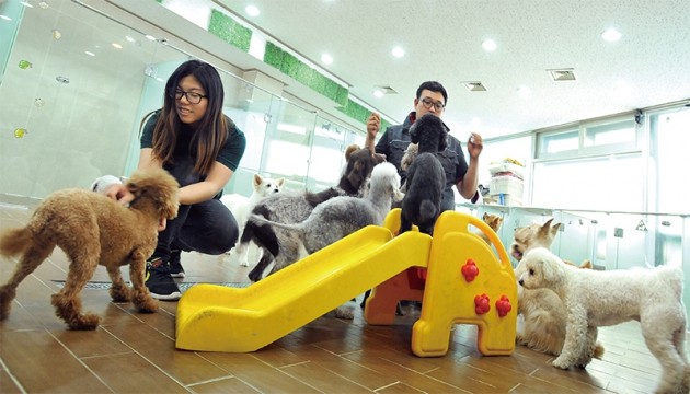 '퍼피스쿨'에서 강아지들이 유치원 교육을 받고 있다. /김기남 기자