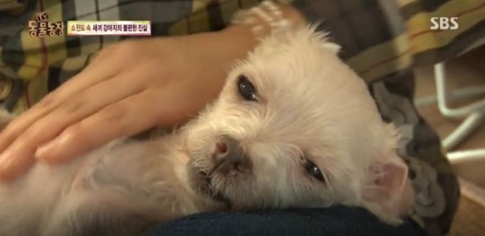 SBS ‘TV 동물농장’ 화면 캡처. 