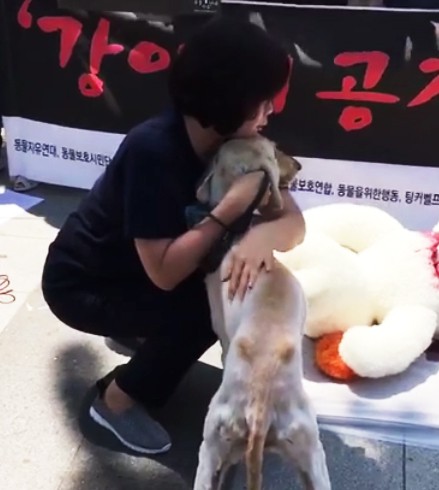 [래빗LIVE] '지옥'서 구조된 어미견…"불법 강아지 공장 3000곳"