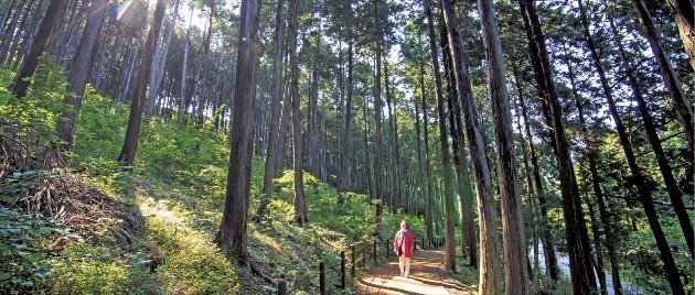 경남 통영 미래사 편백나무 숲 