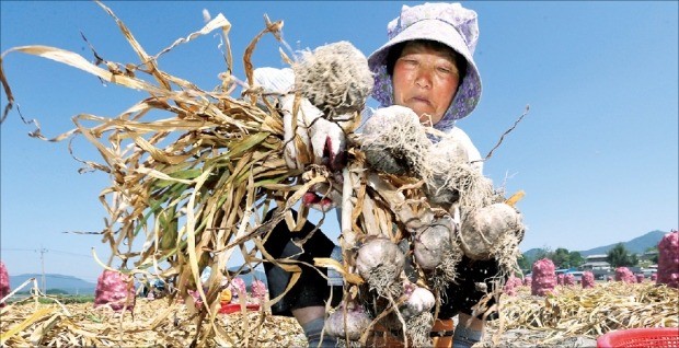 "산청 햇마늘 나왔어요"