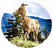 [여행의 향기] 미 서부 '태초의 숨결' 옐로스톤…진짜 야생을 만나다