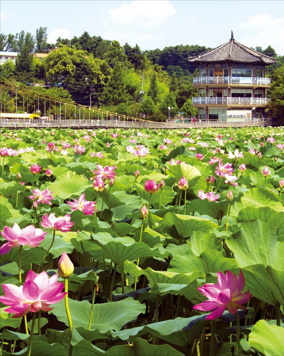 전주에 핀 100만송이 연꽃