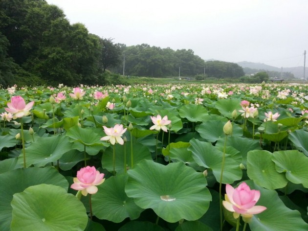 의왕시, 초평동으로 '연꽃구경 오세요'