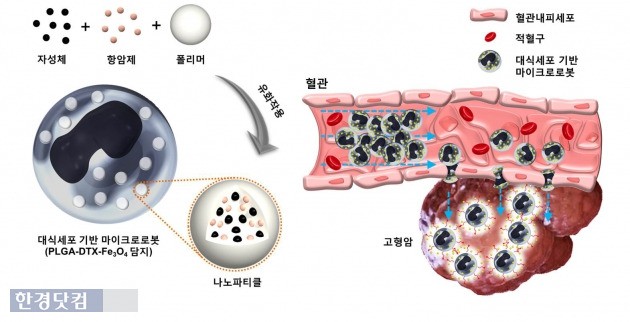 박석호 교수팀이 개발한 대식세포 기반 암 치료용 마이크로 의료로봇 개념도. / 전남대 제공