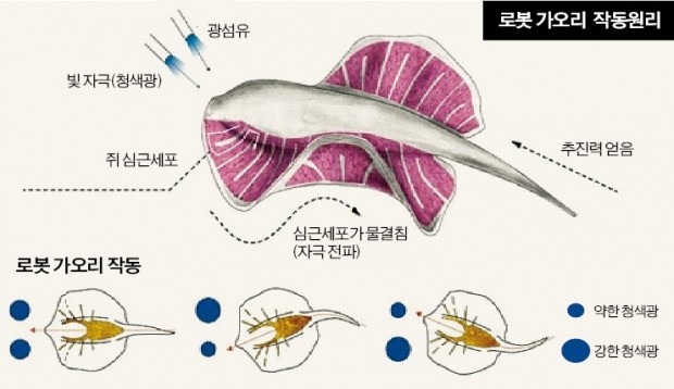 한국 과학자 살아있는 세포로 로봇 만들다