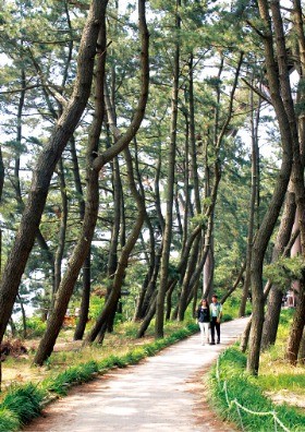 충남 서천 장항송림산림욕장 