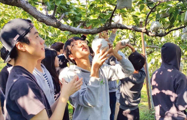 [팜 스테이] 경기 양평군 가루매마을, 딸기·옥수수·배따기 체험…이곳이 '힐링 마을'