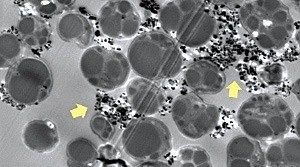 물속 스트론튬90을 제거하는 미세조류인 클로렐라 불가리스.