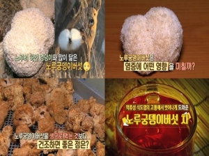 &#39;천기누설&#39; 노루궁뎅이버섯, 역류성 식도염 증상 완화에 &#39;탁월&#39;