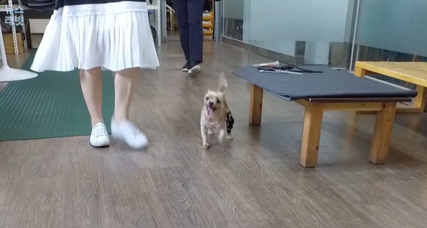 [래빗GO] 걷지도 못하는 개를 왜 키우냐고요?