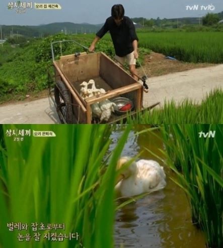 사진=방송화면/삼시세끼고창편