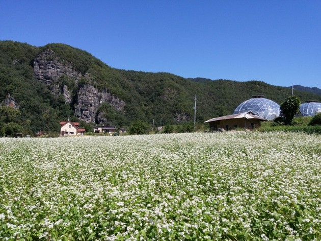 메밀밭과 마을 전경