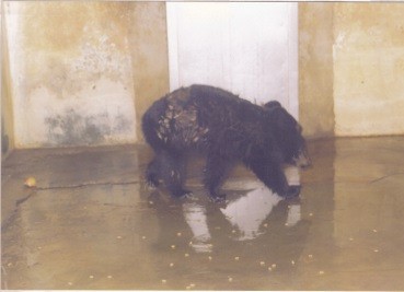 반달가슴곰 '으뜸이' 반입 당시 모습(1991년)  사진제공=서울시