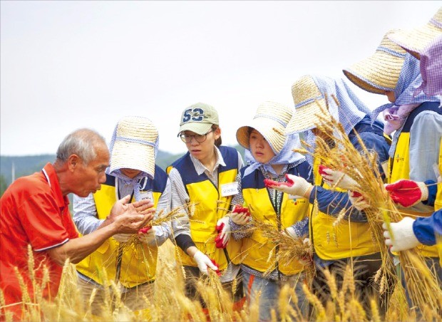 CJ푸드빌 농가탐방봉사단이 ‘계절밥상’에 앉은뱅이 밀을 공급하는 농가를 찾아  밀 수확을 돕고 있다. CJ푸드빌 제공 