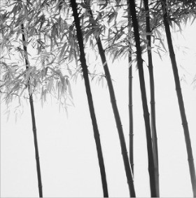 [사진이 있는 아침] 빛으로 그린 대나무