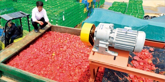 팜한농(옛 동부팜한농)이 농민들의 반대에 부딪혀 토마토 재배사업을 접은 2013년 5월 직원들이 토마토를 분쇄기로 폐기하고 있다. 한경DB