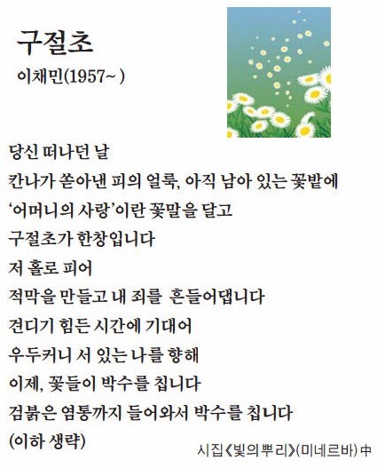 [이 아침의 시] 구절초 이채민(1957~ )