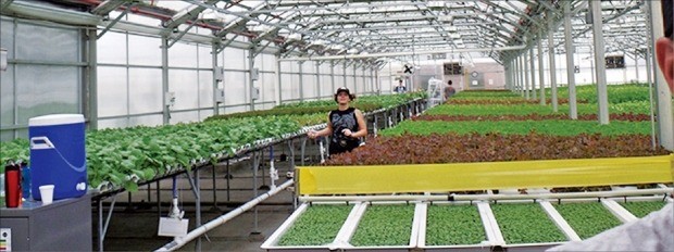 [한경 미디어 뉴스룸-한경BUSINESS] 1년 내내 수확의 계절…스마트팜 '녹색혁명'