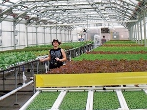 [한경 미디어 뉴스룸-한경BUSINESS] 1년 내내 수확의 계절…스마트팜 '녹색혁명'