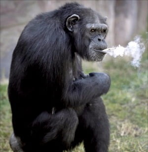 [Focus] 평양동물원에 담배피는 침팬지   