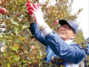 의리 지킨 홍윤식 장관…산골마을 찾아 사과 수확